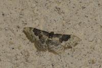 Idaea rusticata