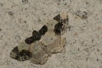 Ligdia adustata