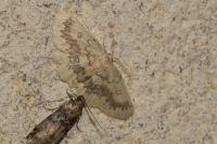 Cyclophora annularia