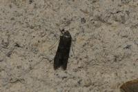 Blastobasis glandulella