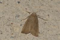 Calamotropha paludella