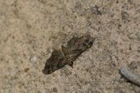 Gymnoscelis rufifasciata