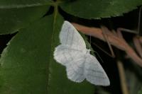 Cabera pusaria