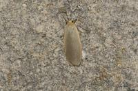 Collita griseola