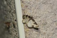 Lomaspilis marginata