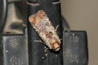 Epilecta linogrisea