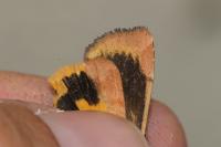 Noctua janthe