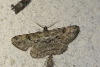 Peribatodes rhomboidaria