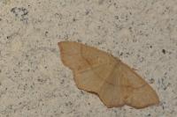 Cyclophora punctaria