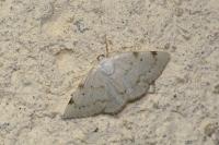 Lomographa bimaculata