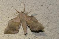 Laothoe populi
