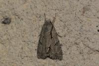 Acronicta psi/Acronicta tridens