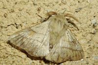 Malacosoma neustria