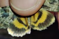 Catocala nymphagoga