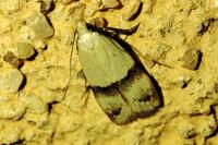 Odites kollarella