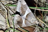 Dysgonia algira