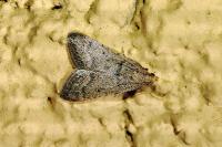 Bostra obsoletalis