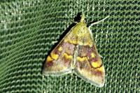 Pyrausta aurata