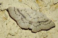 Cyclophora puppillaria