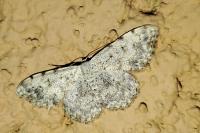 Scopula submutata