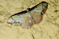 Idaea ostrinaria