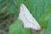 Timandra comae