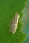 Phycitodes