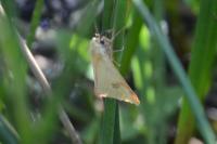 Diacrisia sannio