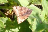 Euclidia glyphica