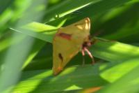 Diacrisia sannio