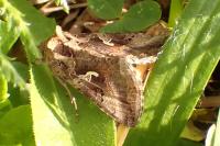 Autographa gamma