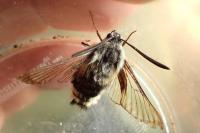 Hemaris fuciformis