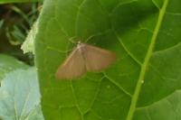 Minoa murinata