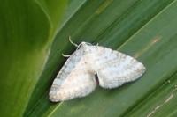 Perizoma albulata