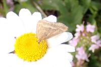 Pyrausta aerealis