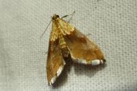Agrotera nemoralis