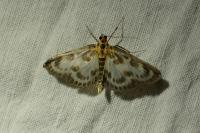 Anania hortulata