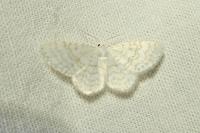 Asthena albulata