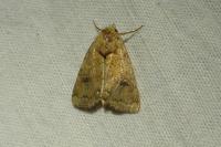 Atypha pulmonaris