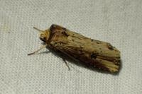 Axylia putris