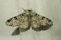 Biston betularia