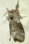 Calliteara pudibunda