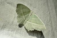 Campaea margaritaria
