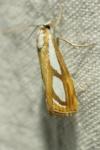 Catoptria permutatellus