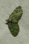 Chloroclystis v-ata