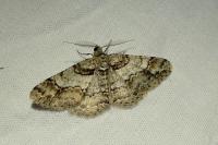 Cleora cinctaria