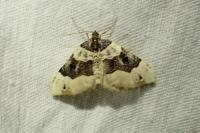 Cosmorhoe ocellata