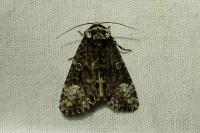 Craniophora ligustri