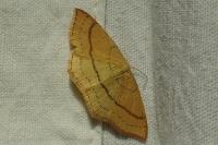 Cyclophora linearia