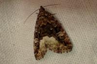 Deltote pygarga